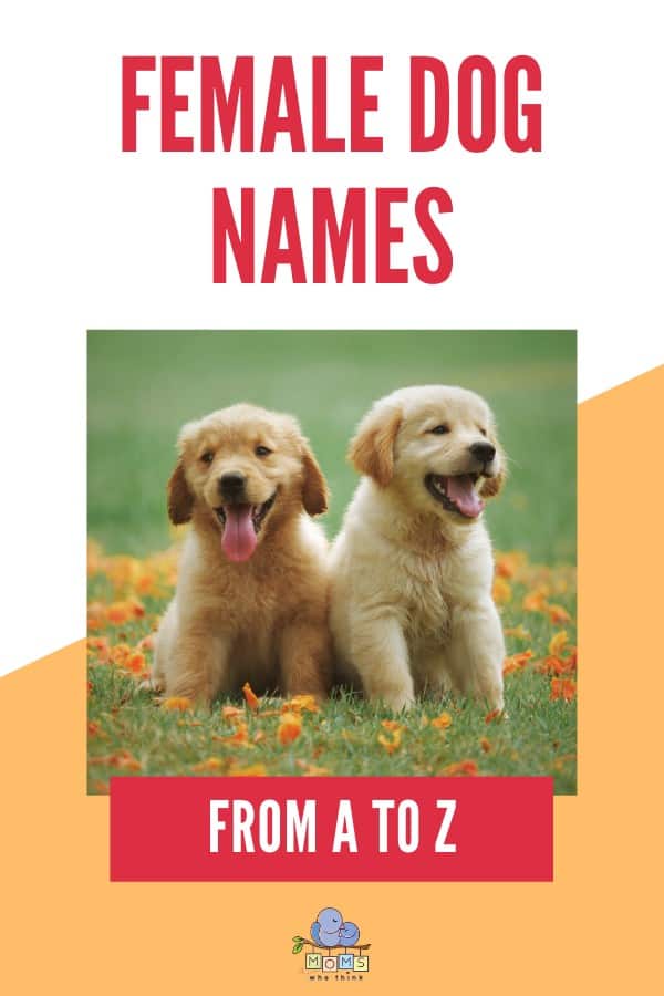 Female Dog Names FROM A to Z