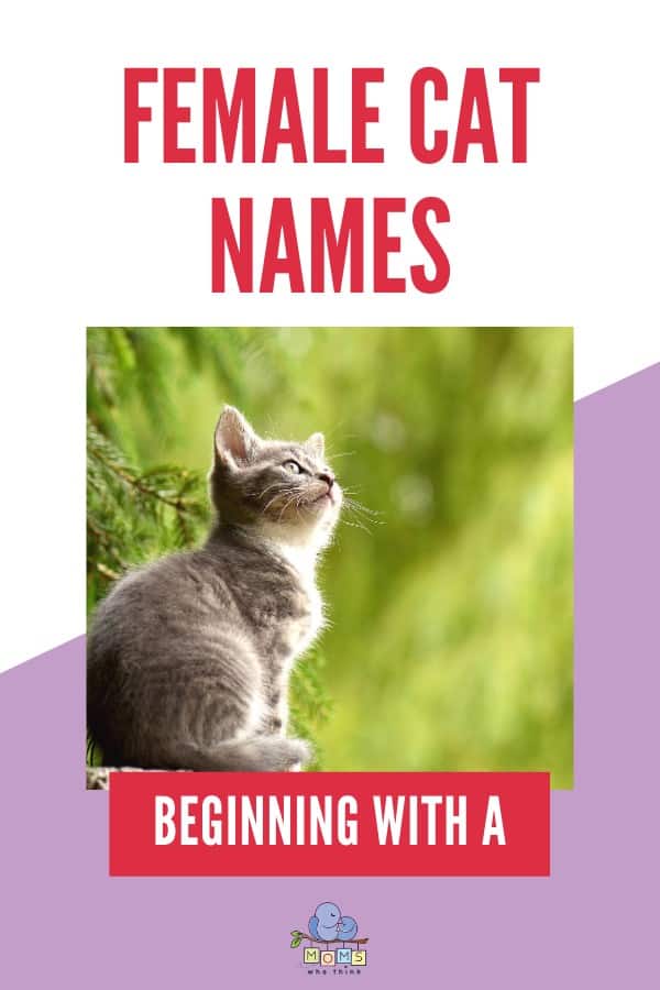 Female cat names beginning with A