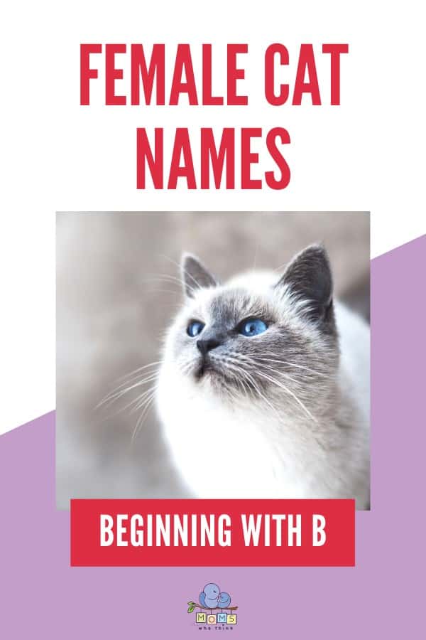 Female Cat Names Beginning with B