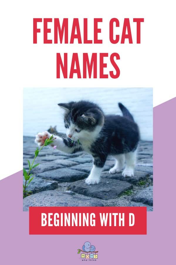 Female Cat Names Beginning with D