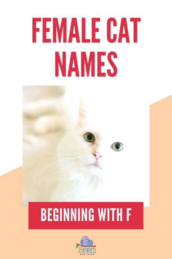 Female Cat Names Beginning with F
