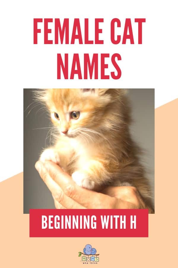 Female Cat Names Beginning with H