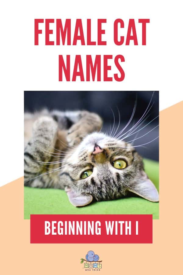 Female Cat Names Beginning with I