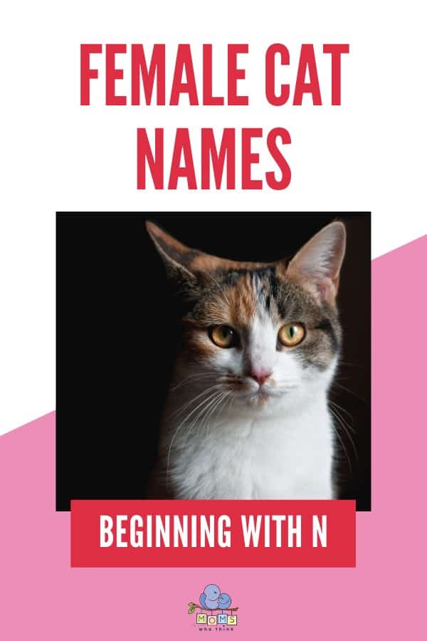 Female Cat Names Beginning with N
