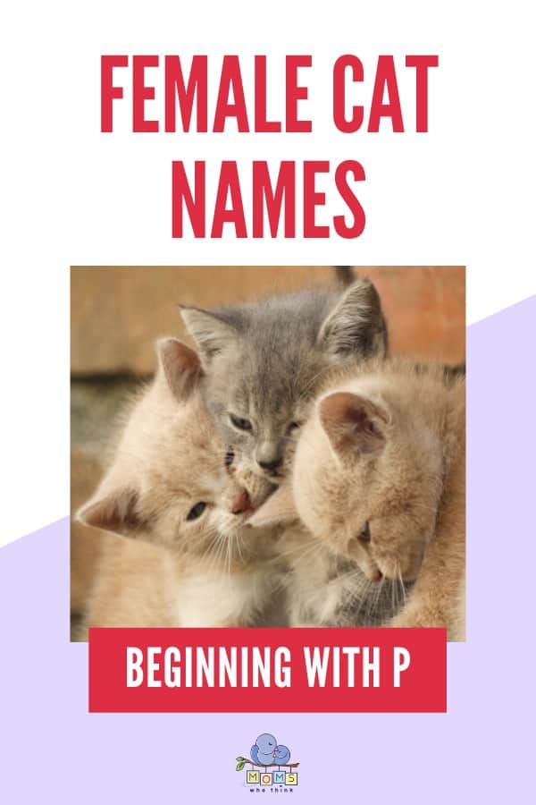 Female Cat Names Beginning with P
