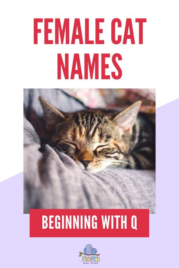 Female Cat Names Beginning with Q
