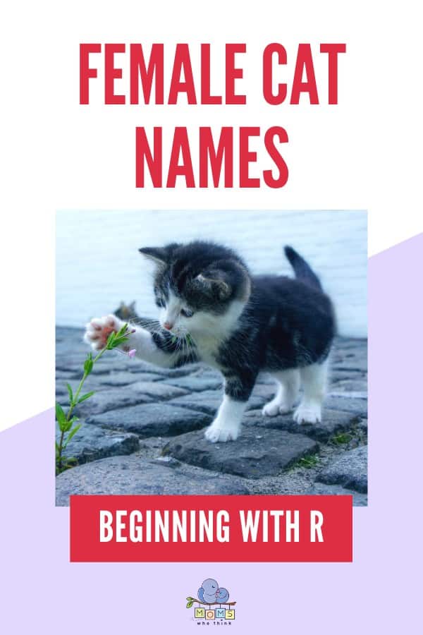 Female Cat Names Beginning with R