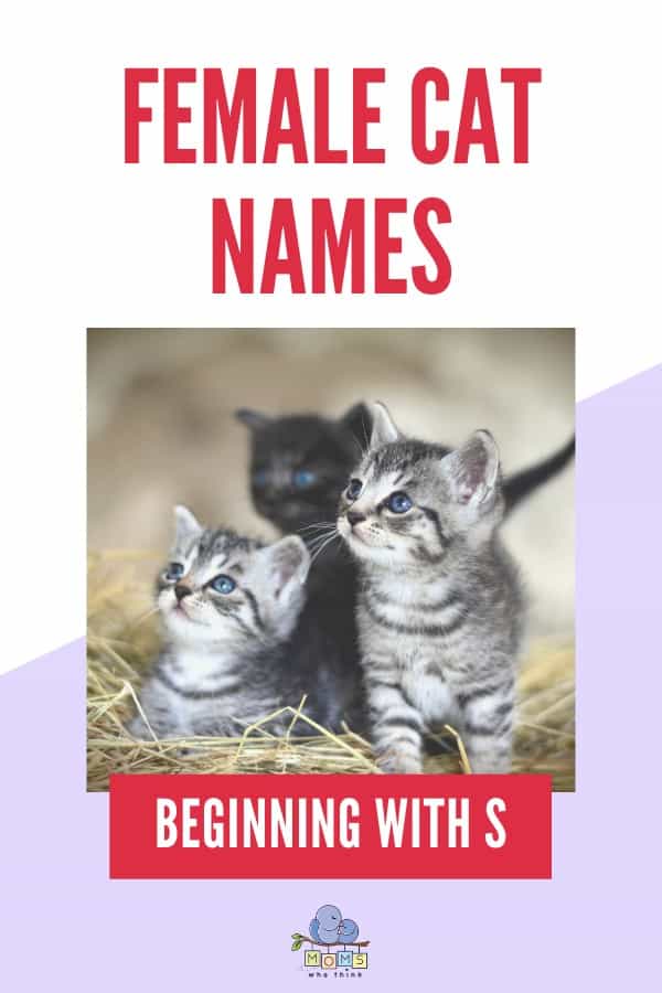 Female Cat Names Beginning with S