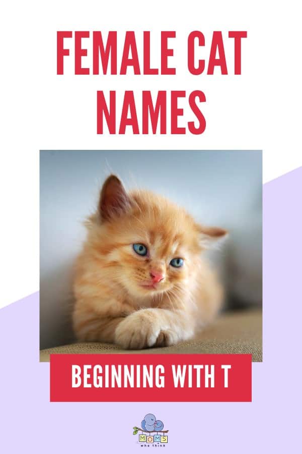 Female Cat Names Beginning with T