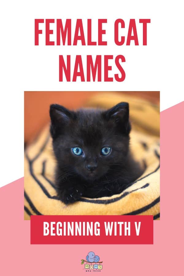 Female Cat Names Beginning with V