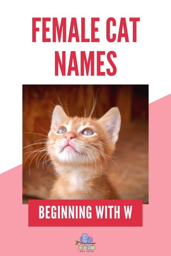 Female Cat Names Beginning with W