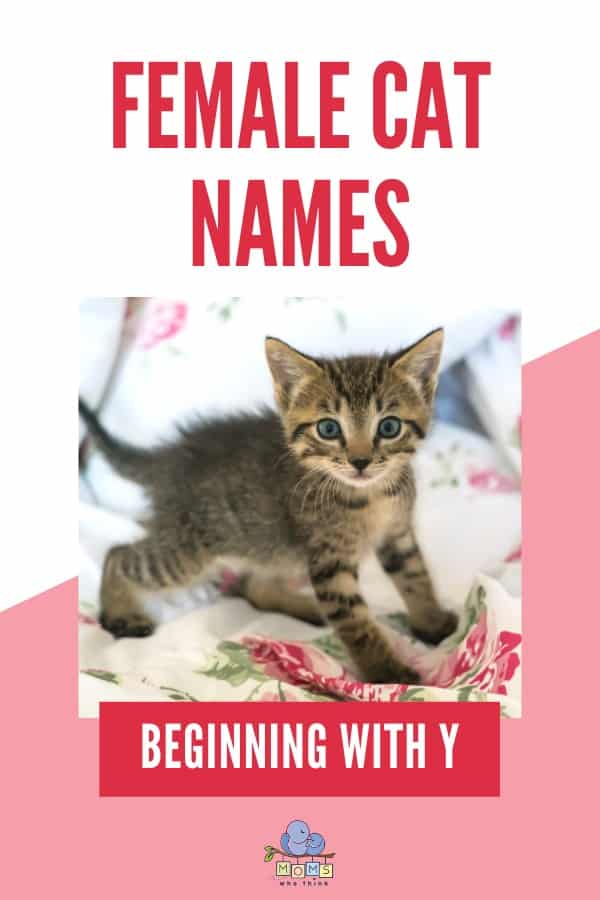 Female Cat Names Beginning with Y