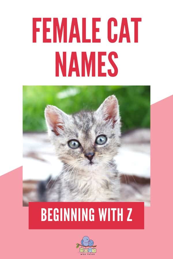 Female Cat Names Beginning with Z