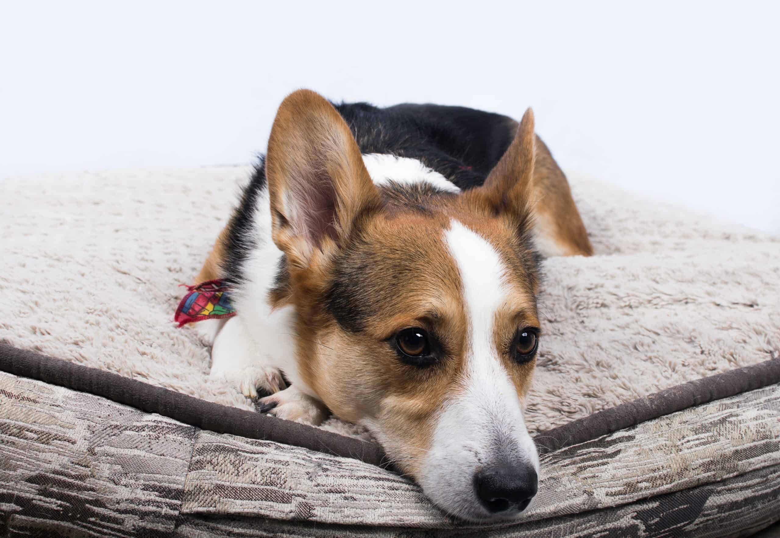 Female dog names