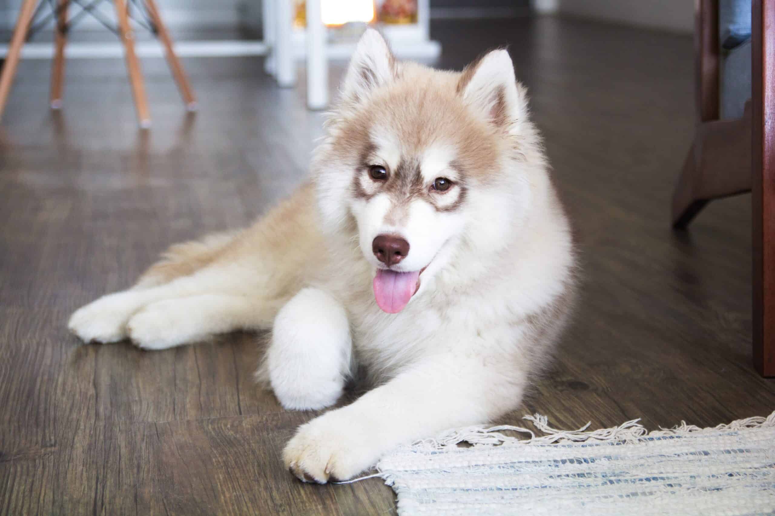 Husky Puppy