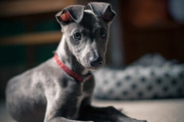 Whippet , 10 week old puppy