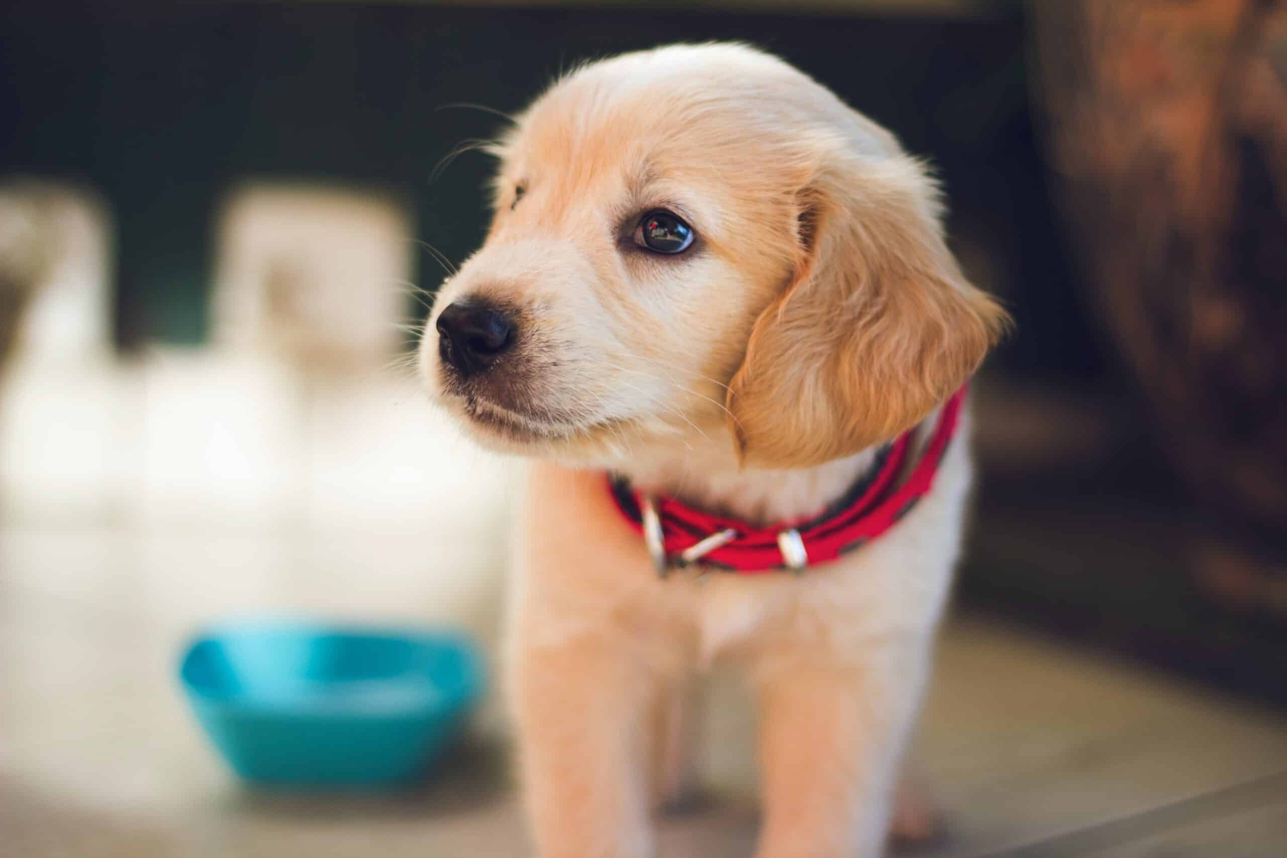 Female dog names