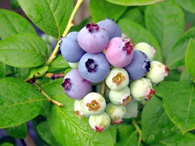 Huckleberries