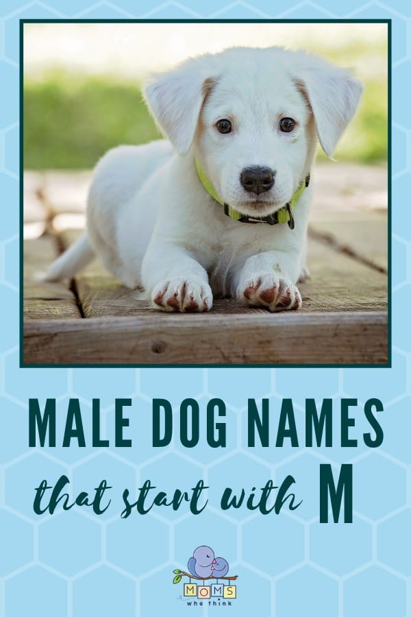 Male Dog Names M