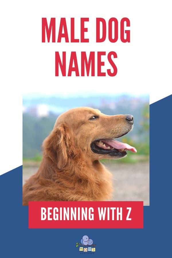 Male Dog Names beginning with Z
