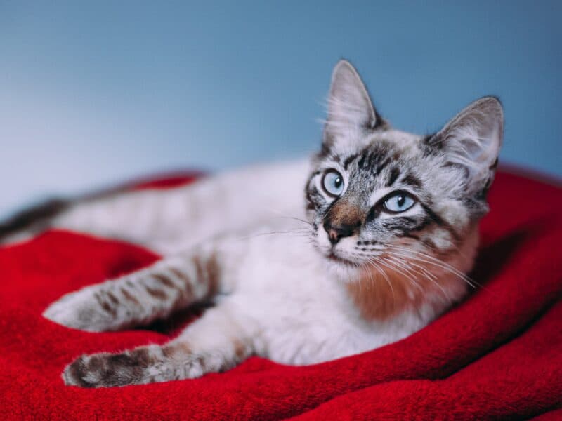 Names For Boy Cats M