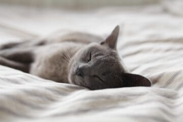 Russian Blue Cat