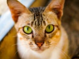 Names for Boy Cats W