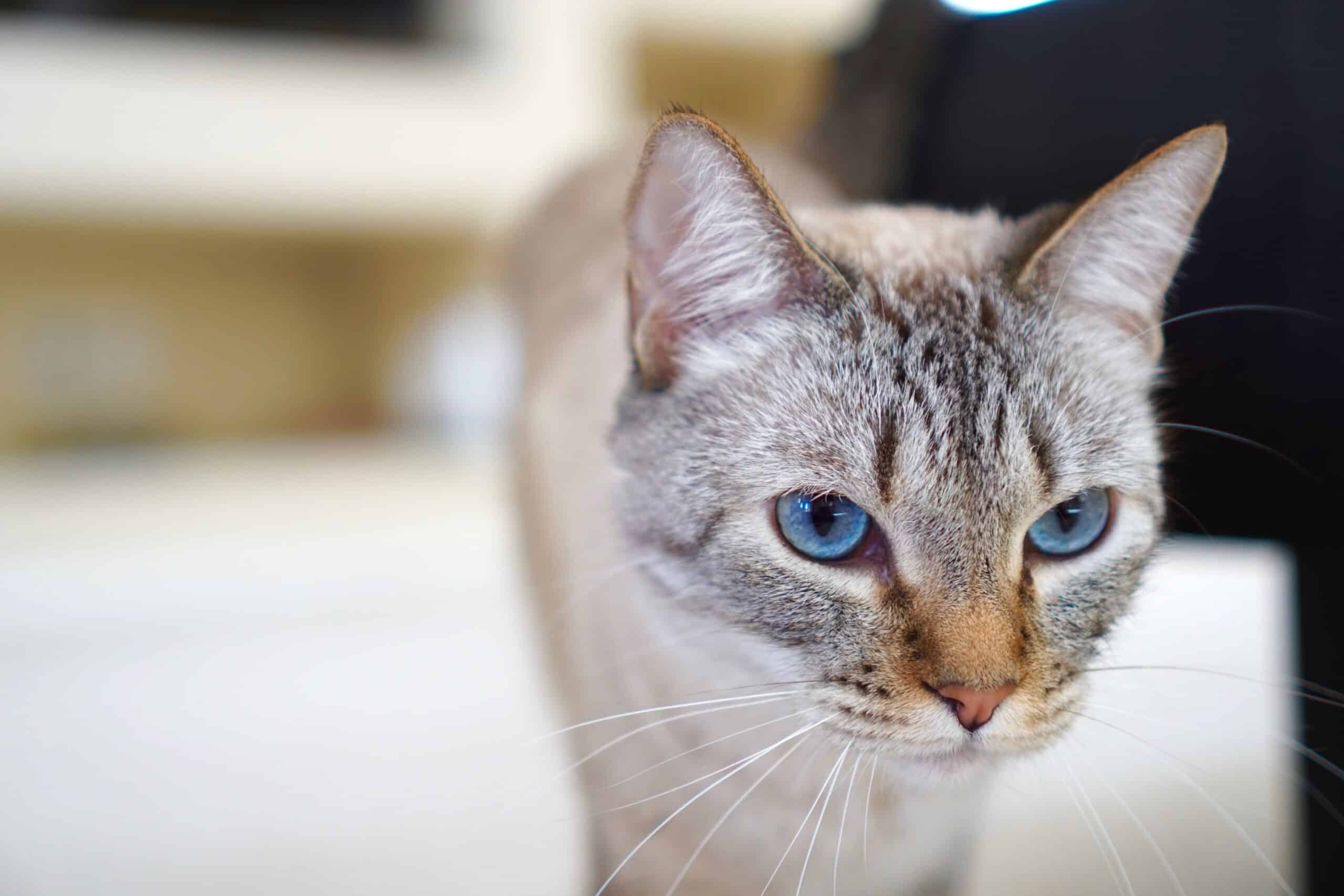 Silver Tabby Cat