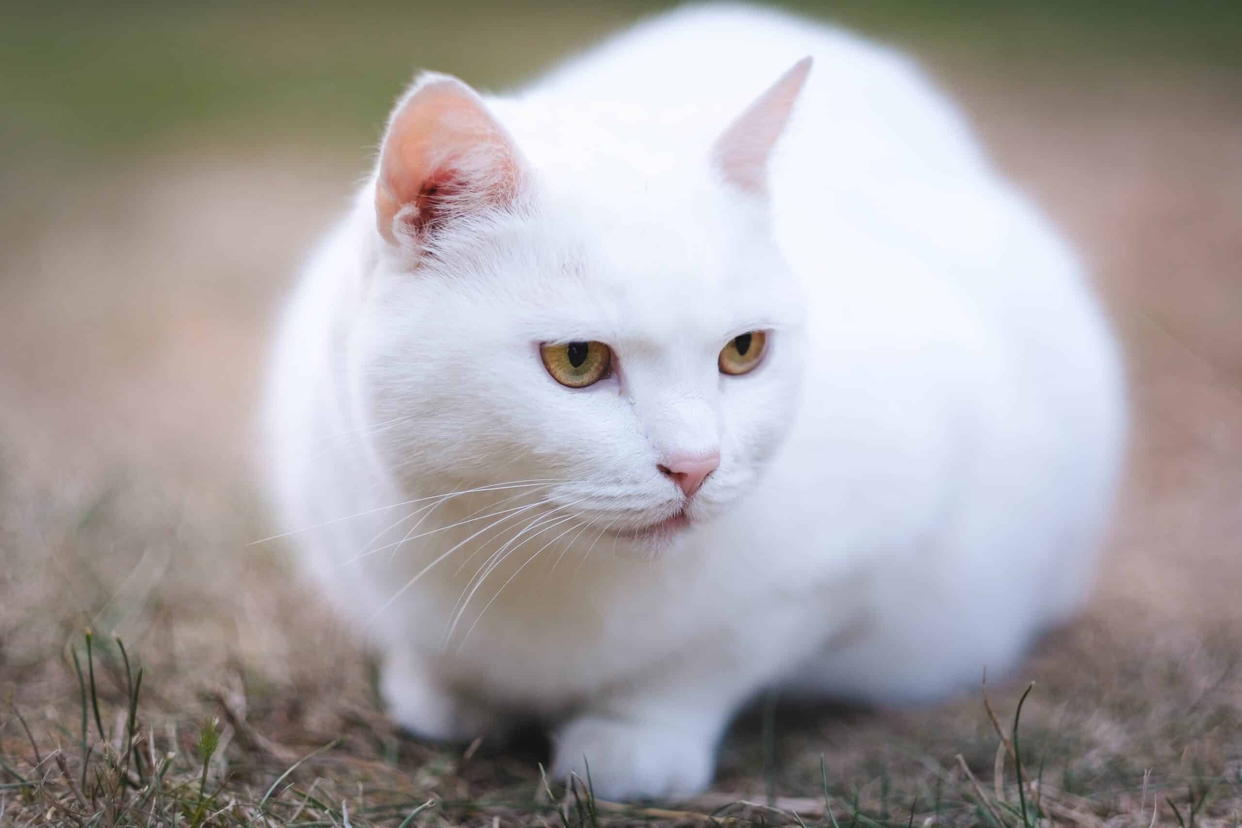 Какая порода белых котов. Белый кот альбинос. Као мани метис. Сибирская ангора альбинос. Турецкий Ван альбинос.