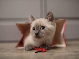 Names for Boy Cats C