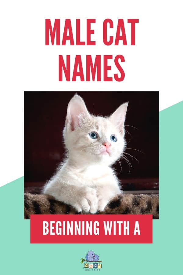 Male cat names beginning with A