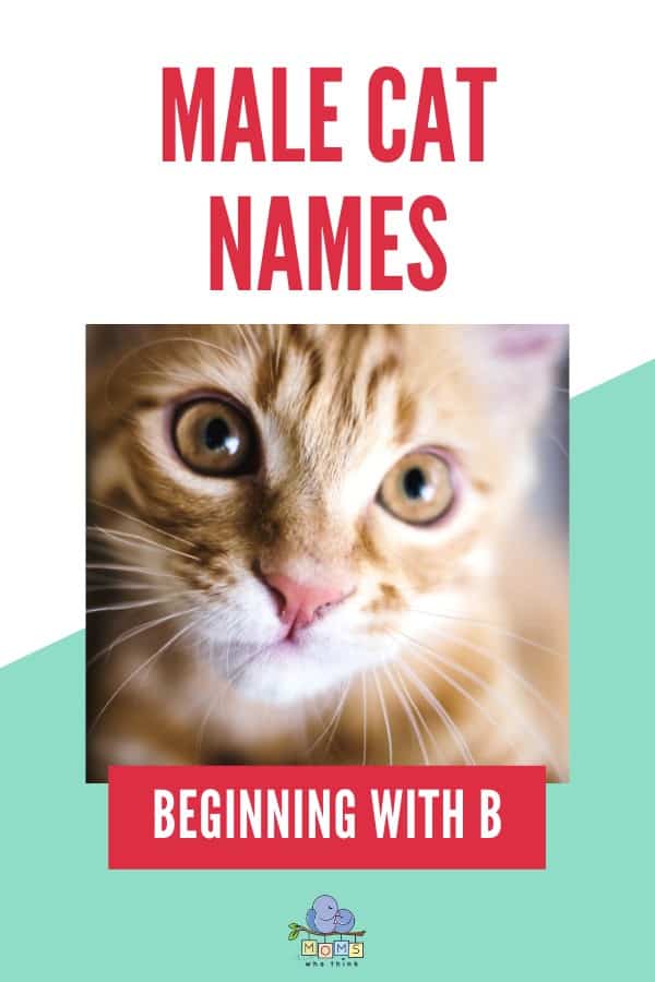 Male cat names beginning with B