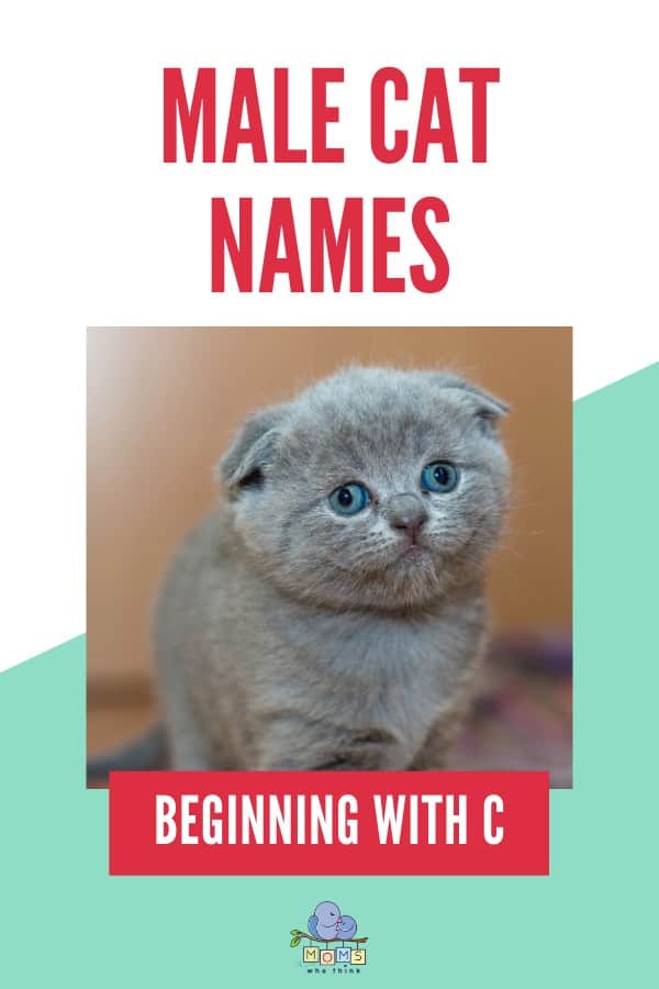 Male cat names beginning with C
