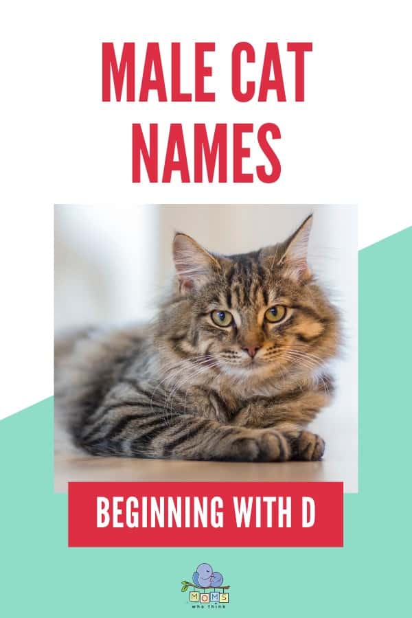 Male cat names beginning with D