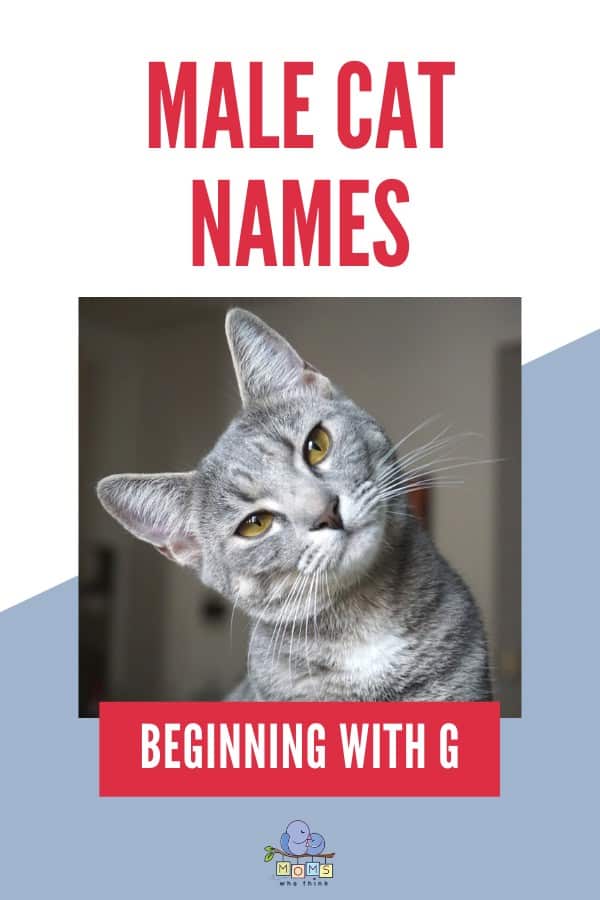Male Cat Names Beginning with G