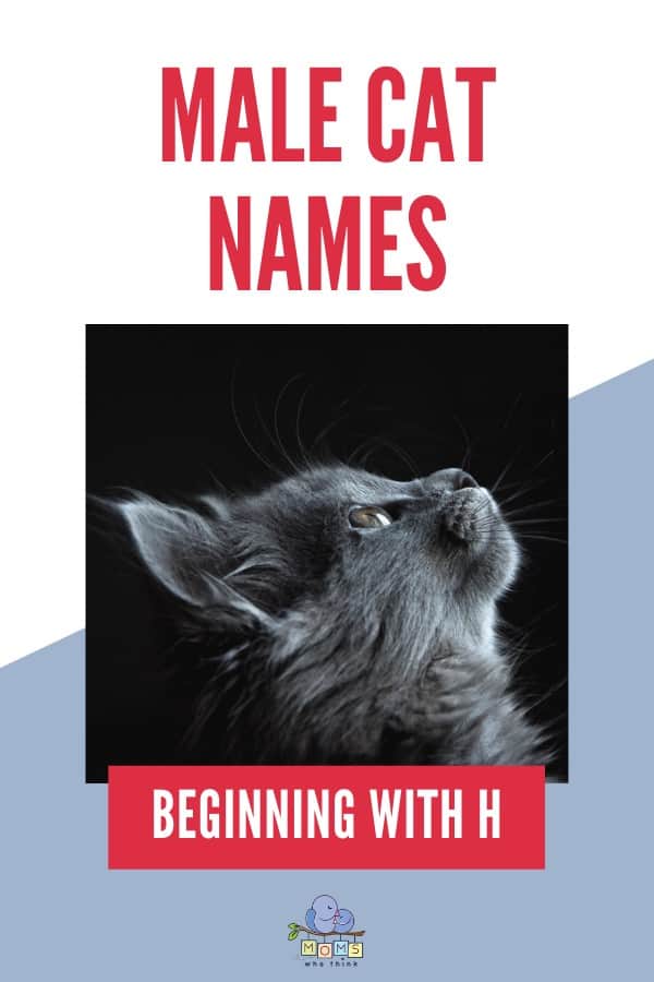 Male Cat Names Beginning with H