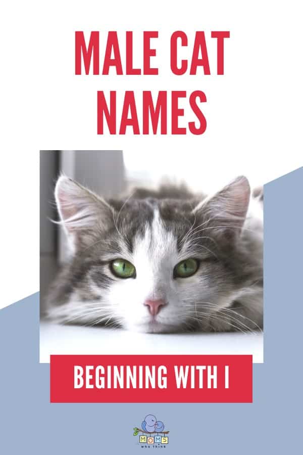 Male Cat Names Beginning with I