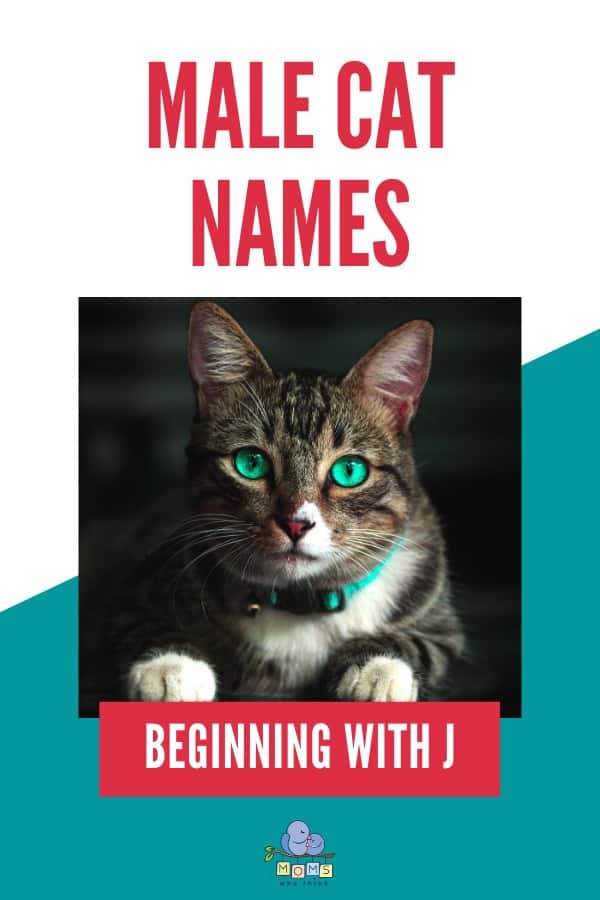 Male Cat Names Beginning with J