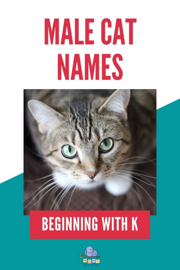 Male Cat Names Beginning with K