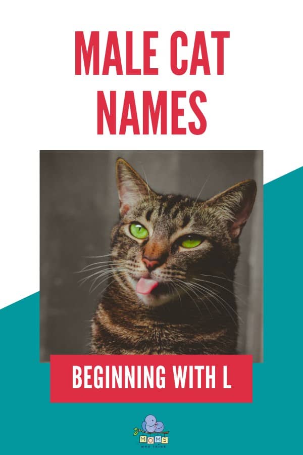 Male cat names beginning with L