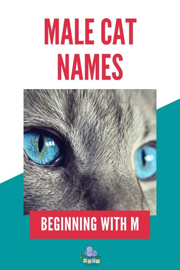 Male Cat Names Beginning with M
