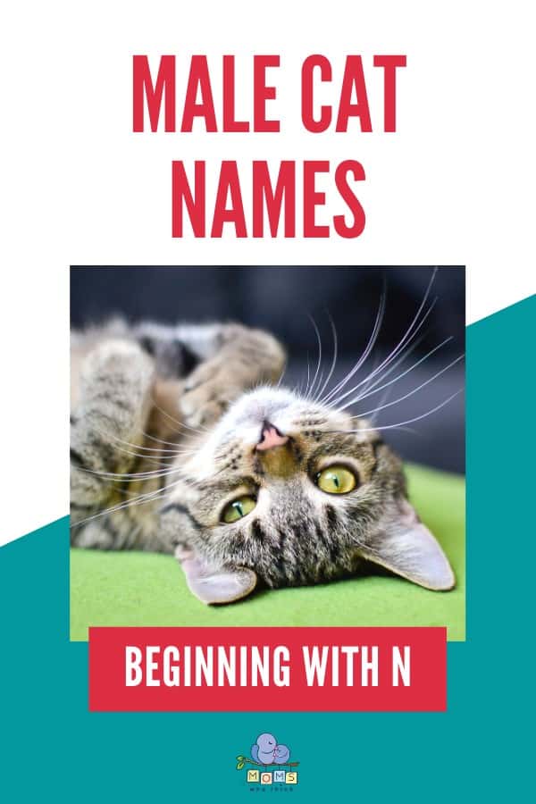 Male Cat Names Beginning with N