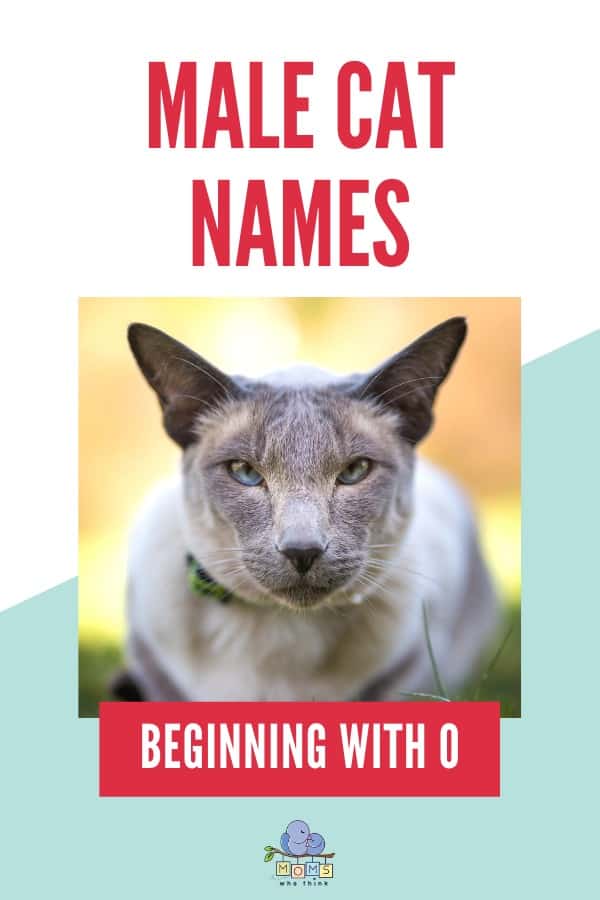 Male Cat Names Beginning with O