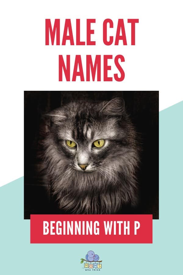 Male Cat Names Beginning with P