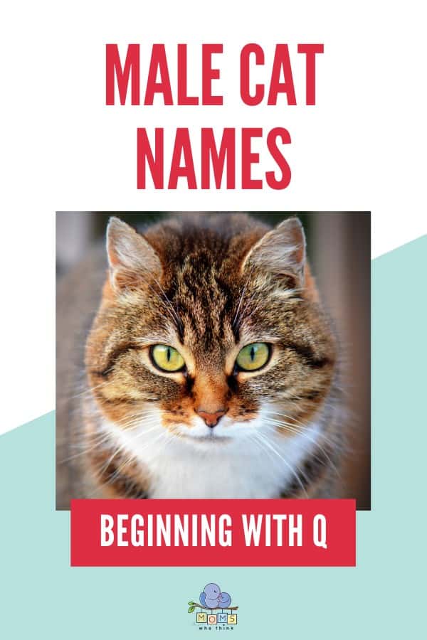 Male Cat Names Beginning with Q