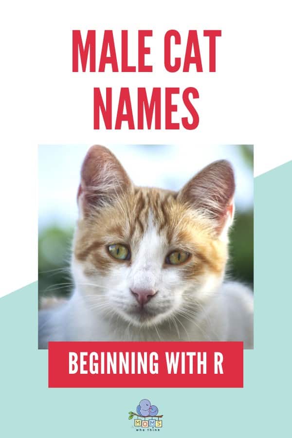 Male Cat Names Beginning with R