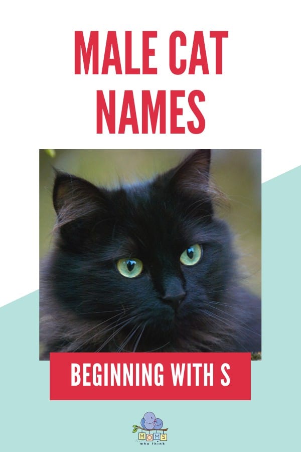 Male Cat Names Beginning with S