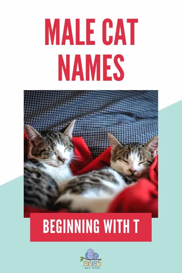 Male Cat Names Beginning with T