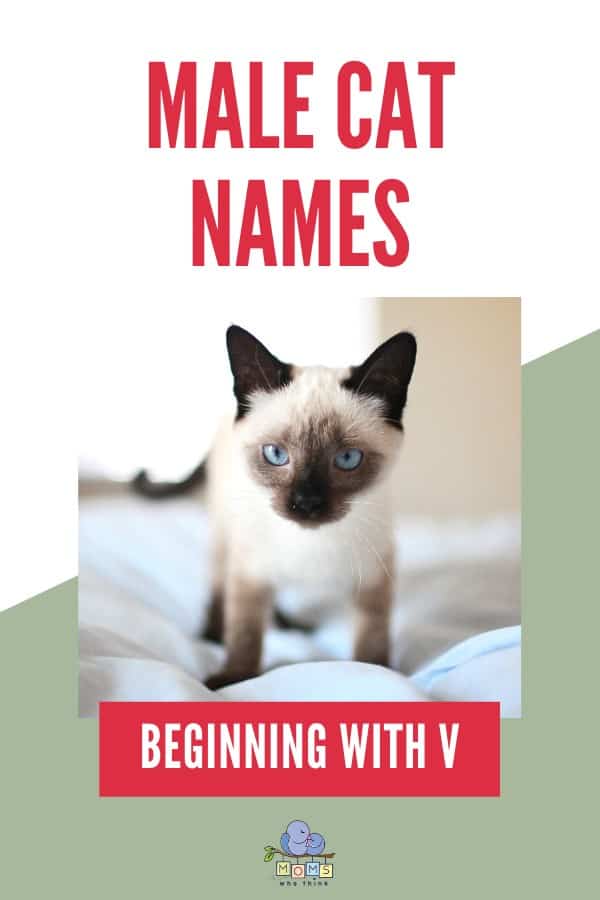 Male Cat Names Beginning with V