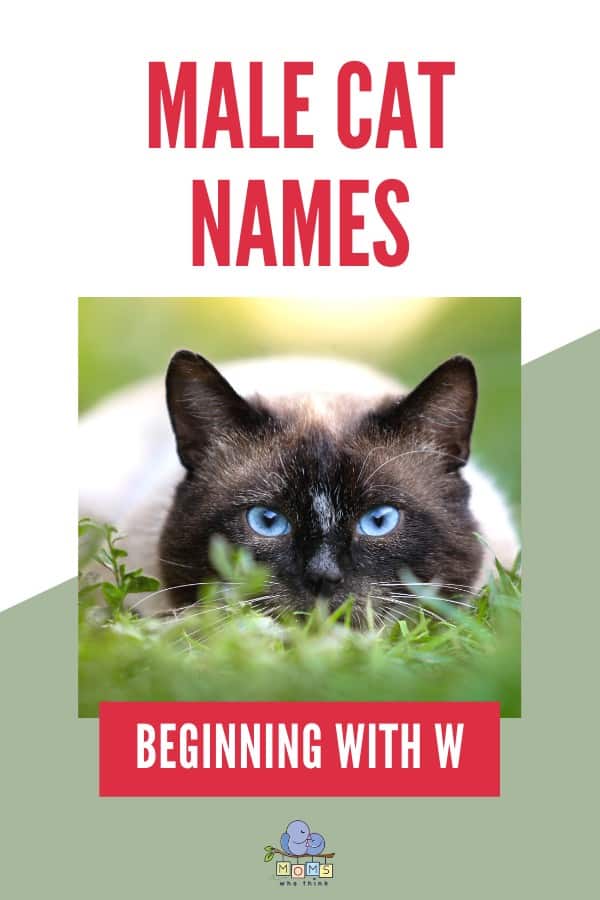 Male Cat Names Beginning with W